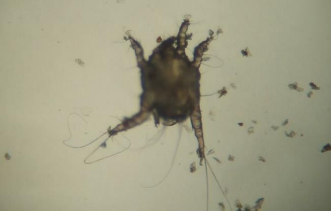 猫耳螨是什么样的 猫耳螨是什么样的