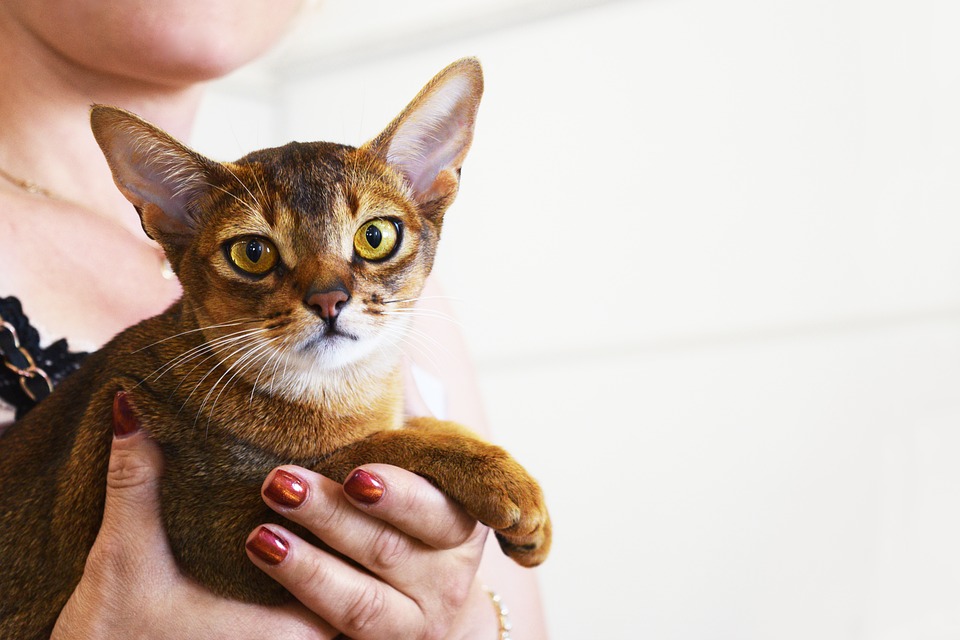 请问这个猫咪品种是贵族猫咪吗,是否很稀有才导致养的人少的呢